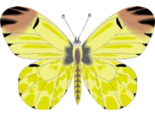 Sticker Custom Preview Image #024009 Animals Insects Moth34