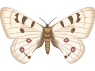 Sticker Custom Preview Image #024010 Animals Insects Moth35
