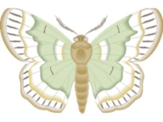 Sticker Custom Preview Image #024011 Animals Insects Moth36