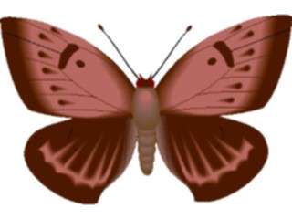 Sticker Custom Preview Image #024012 Animals Insects Moth37