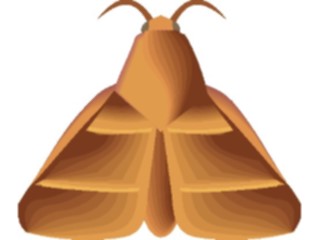 Sticker Custom Preview Image #024013 Animals Insects Moth38