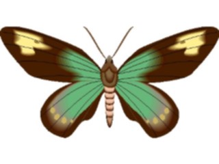 Sticker Custom Preview Image #024016 Animals Insects Moth41