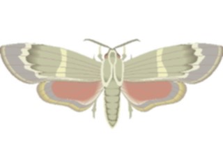 Sticker Custom Preview Image #024017 Animals Insects Moth42