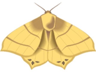 Sticker Custom Preview Image #024018 Animals Insects Moth43