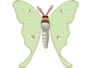 Sticker Custom Preview Image #024021 Animals Insects Moth46