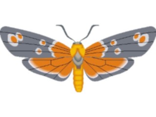 Sticker Custom Preview Image #024023 Animals Insects Moth48