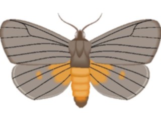 Sticker Custom Preview Image #024026 Animals Insects Moth51