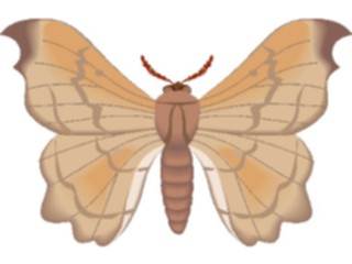 Sticker Custom Preview Image #024028 Animals Insects Moth53