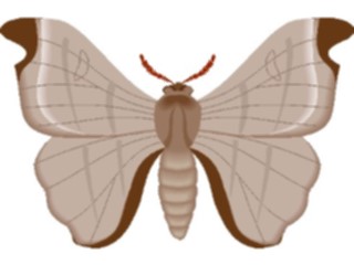 Sticker Custom Preview Image #024029 Animals Insects Moth54