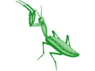 Sticker Custom Preview Image #024032 Animals Insects Praying Mantis2