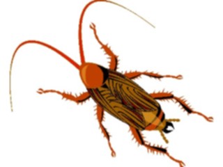 Sticker Custom Preview Image #024038 Animals Insects Roach4