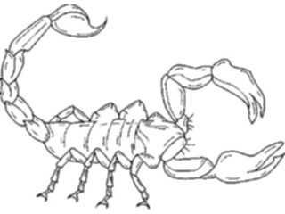 Sticker Custom Preview Image #024040 Animals Insects Scorpion2