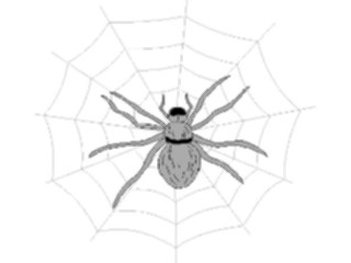 Sticker Custom Preview Image #024065 Animals Insects Spider02