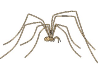 Sticker Custom Preview Image #024069 Animals Insects Spider06