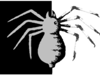 Sticker Custom Preview Image #024081 Animals Insects Spider Cutout