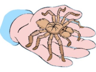 Sticker Custom Preview Image #024094 Animals Insects Tarantula2