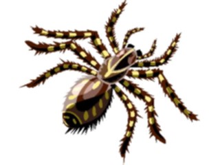 Sticker Custom Preview Image #024095 Animals Insects Tarantula3