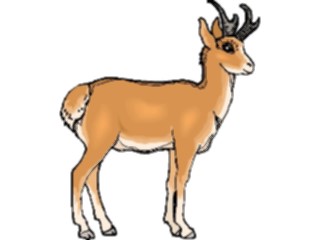 Sticker Custom Preview Image #024191 Animals Land Animals Antelope Pronghorn2