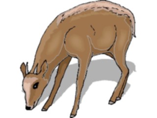 Sticker Custom Preview Image #024193 Animals Land Animals Antelope Pygmy1