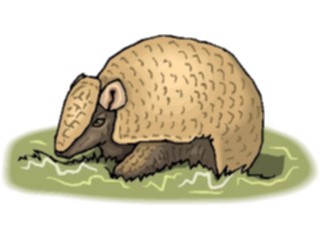 Sticker Custom Preview Image #024200 Animals Land Animals Armadillo4