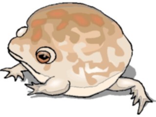 Sticker Custom Preview Image #024201 Animals Land Animals Australian Burrowing Frog