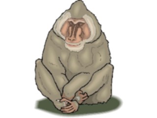 Sticker Custom Preview Image #024203 Animals Land Animals Baboon2