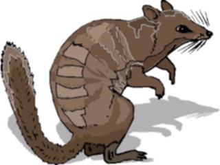 Sticker Custom Preview Image #024211 Animals Land Animals Bandicoot1