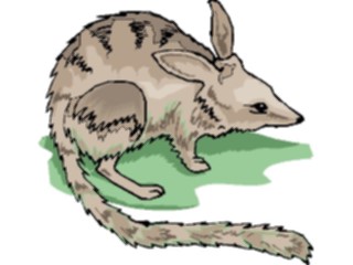 Sticker Custom Preview Image #024213 Animals Land Animals Bandicoot3