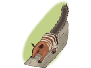 Sticker Custom Preview Image #024214 Animals Land Animals Bandicoot4