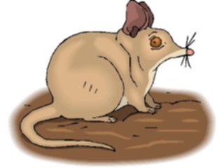Sticker Custom Preview Image #024218 Animals Land Animals Bandicoot Dwarf4