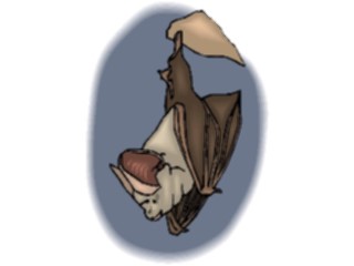 Sticker Custom Preview Image #024231 Animals Land Animals Bat13