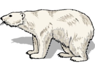 Sticker Custom Preview Image #024294 Animals Land Animals Bear Polar08