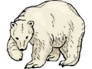 Sticker Custom Preview Image #024296 Animals Land Animals Bear Polar10