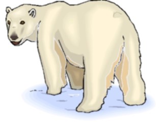 Sticker Custom Preview Image #024299 Animals Land Animals Bear Polar13