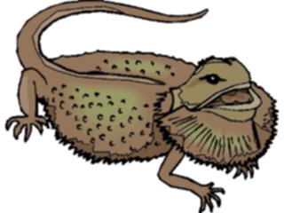 Sticker Custom Preview Image #024302 Animals Land Animals Bearded Dragon