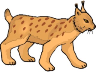 Sticker Custom Preview Image #024331 Animals Land Animals Bobcat4