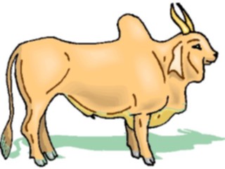 Sticker Custom Preview Image #024333 Animals Land Animals Brahma Bull