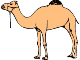 Sticker Custom Preview Image #024365 Animals Land Animals Camel06