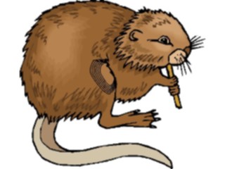 Sticker Custom Preview Image #024450 Animals Land Animals Coypu1