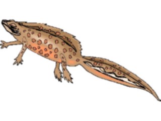 Sticker Custom Preview Image #024565 Animals Land Animals Emperor Newt