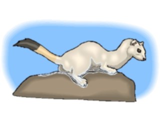 Sticker Custom Preview Image #024568 Animals Land Animals Ermine3