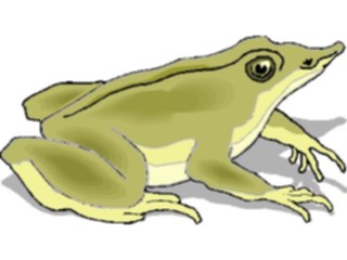 Sticker Custom Preview Image #024628 Animals Land Animals Frog23