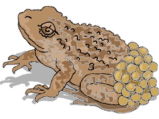 Sticker Custom Preview Image #024631 Animals Land Animals Frog26