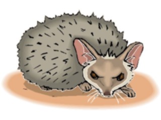 Sticker Custom Preview Image #024734 Animals Land Animals Hedgehog4