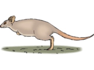 Sticker Custom Preview Image #024795 Animals Land Animals Kangaroo16