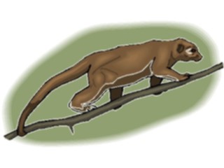 Sticker Custom Preview Image #024804 Animals Land Animals Kinkajoue1