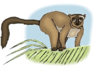 Sticker Custom Preview Image #024821 Animals Land Animals Lemur5