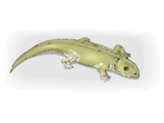 Sticker Custom Preview Image #024919 Animals Land Animals Lizard37