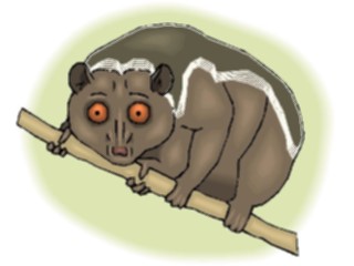 Sticker Custom Preview Image #024930 Animals Land Animals Loris2