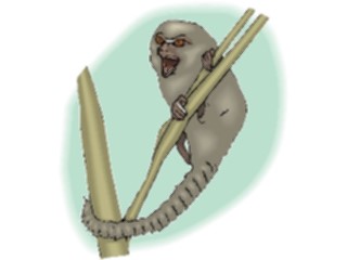 Sticker Custom Preview Image #024938 Animals Land Animals Marmoset Pygmy